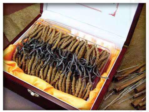 临河冬虫夏草回收